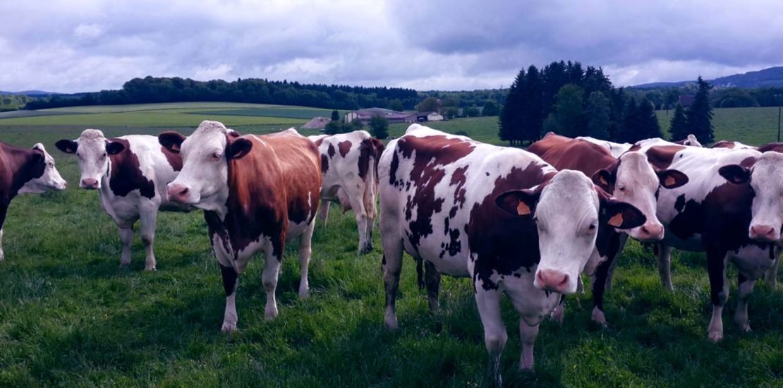 Hayvanlar da Teminat Sayılsın